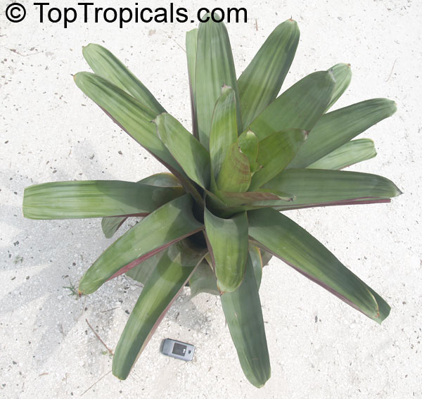 vriesea imperialis